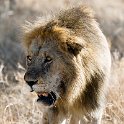 TZA MAR SerengetiNP 2016DEC24 LemalaEwanjan 029 : 2016, 2016 - African Adventures, Africa, Date, December, Eastern, Lemala Ewanjan Camp, Mara, Month, Places, Serengeti National Park, Tanzania, Trips, Year